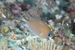 Pycnochromis amboinensis