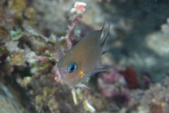 Pycnochromis amboinensis
