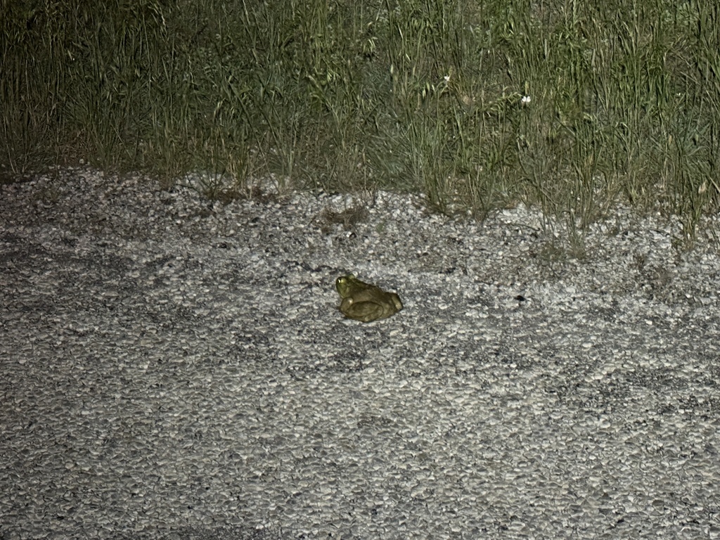 American Bullfrog from County Road 2610, Decatur, TX, US on May 14 ...