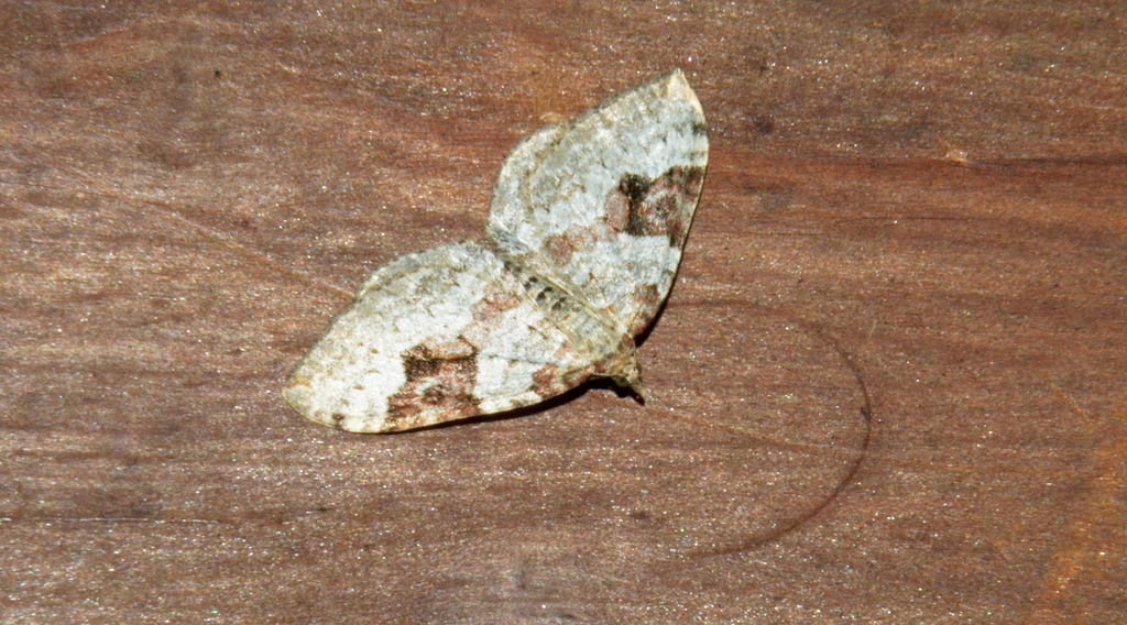 Xanthorhoe fossaria
