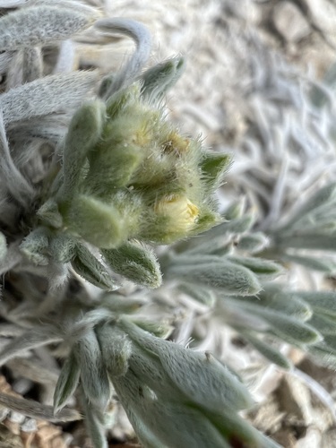 Image of Oreocarya caespitosa by (c) Jared Shorma, some rights reserved (CC BY)