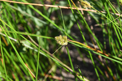 Carex unilateralis, photograph (c) Trevor Van Loon, some rights reserved (CC BY)