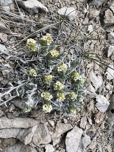 Image of Oreocarya caespitosa by (c) Jared Shorma, some rights reserved (CC BY)
