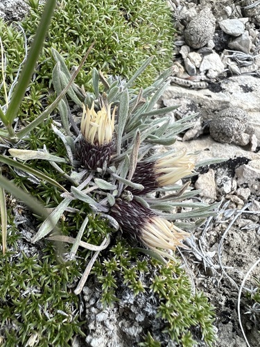 Image of Townsendia nuttallii by (c) Jared Shorma, some rights reserved (CC BY)