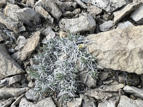Image of Oreocarya caespitosa by (c) Jared Shorma, some rights reserved (CC BY)