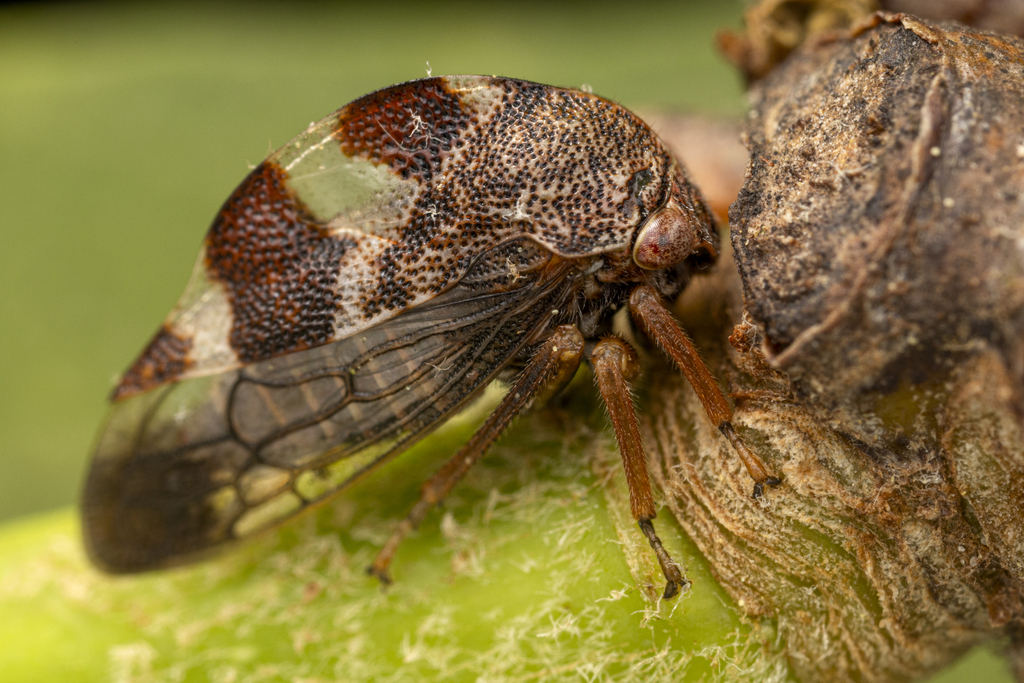 Cyrtolobus tuberosus