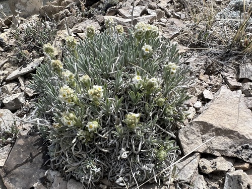 Image of Oreocarya caespitosa by (c) Jared Shorma, some rights reserved (CC BY)