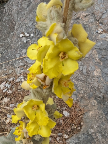 Image of Verbascum undulatum by no rights reserved