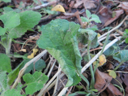 Prodiplosis violicola