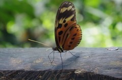 Heliconius numata