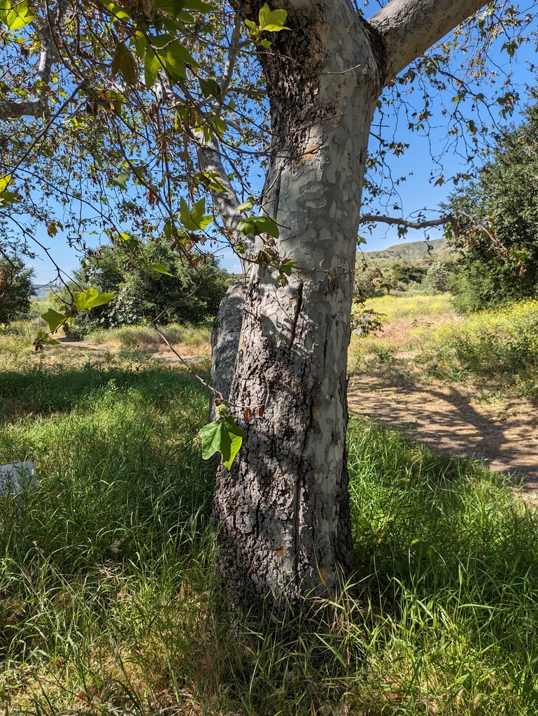 Western Sycamore From Orange County CA USA On 14 May 2024 At 03 50 western-sycamore-from-orange-county-ca-usa-on-14-may-2024-at-03-50