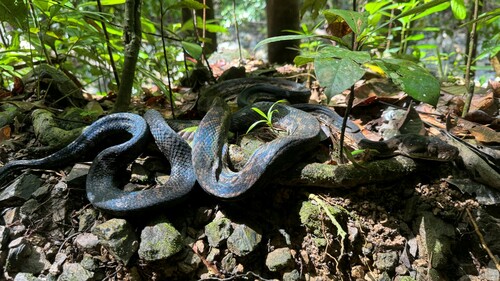 Australian Scrub Python sighting