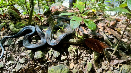 Australian Scrub Python sighting