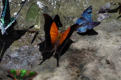 Marpesia furcula