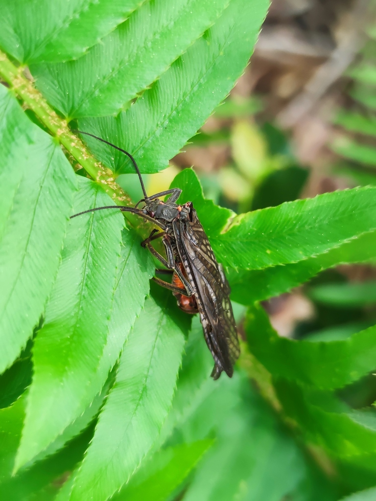 California Giant Stonefly from 美国加利福尼亚沙斯塔 on May 14, 2024 at 03:52 PM ...