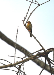 Metopothrix aurantiaca