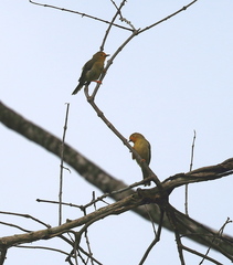 Metopothrix aurantiaca