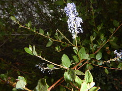 Ceanothus