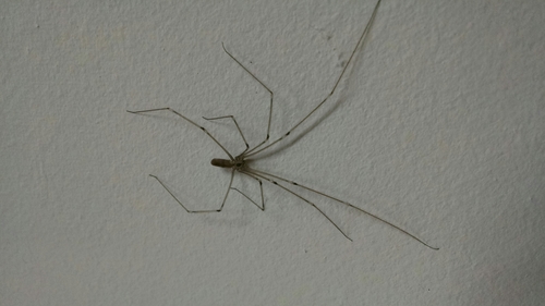 Daddy long-legs spider (Pholcus phalangioides)