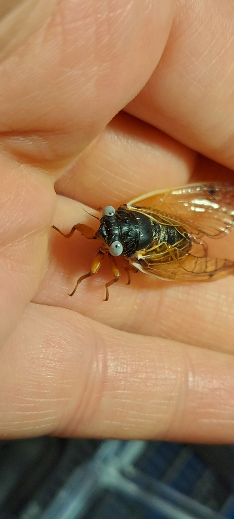 Cassin's 13-Year Cicada