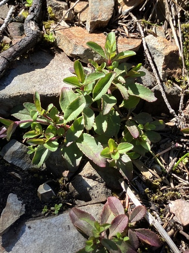 Image of Cardwell's Beardtongue (Penstemon cardwellii) by (c) Aaron Liston, some rights reserved (CC BY)