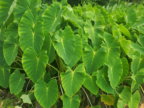 Colocasia esculenta observed 2024-05-14