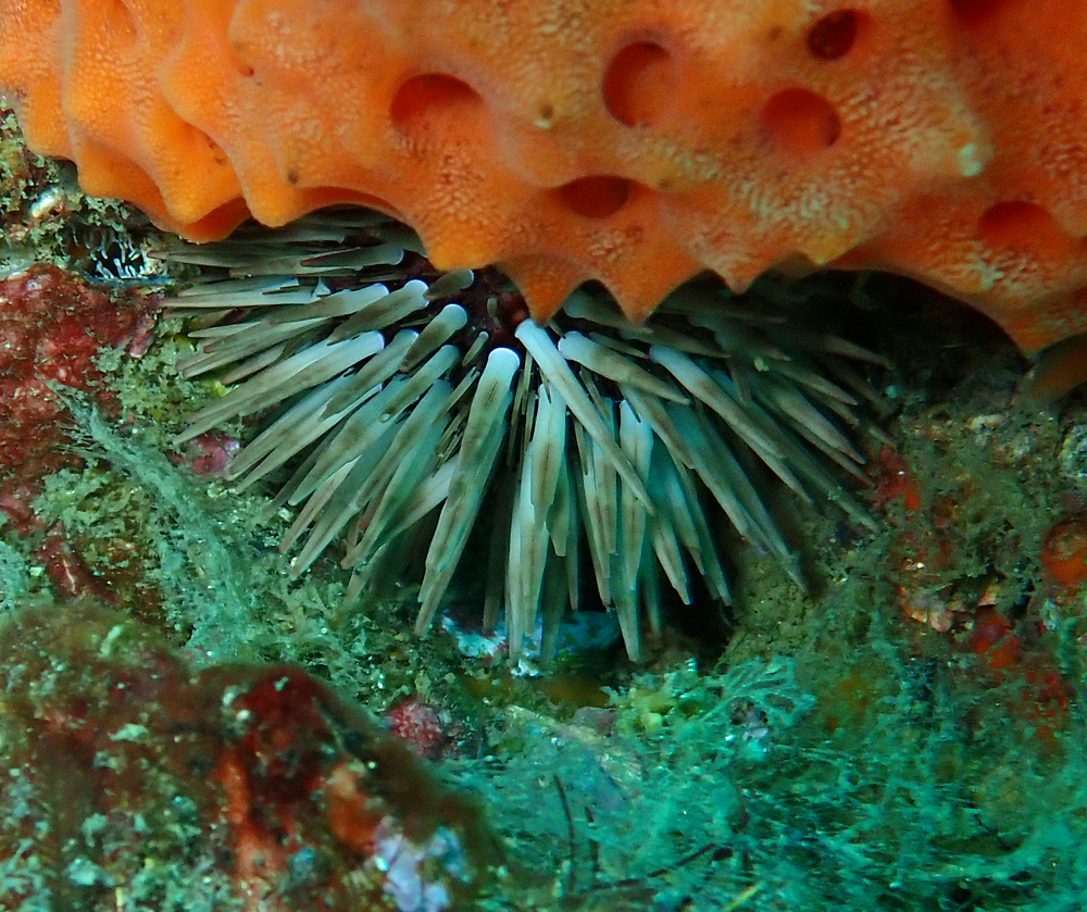 IndoPacific Rockboring Urchin from Sunshine Coast QLD, Australia on