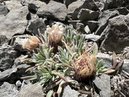 Image of Townsendia nuttallii by (c) Jared Shorma, some rights reserved (CC BY)