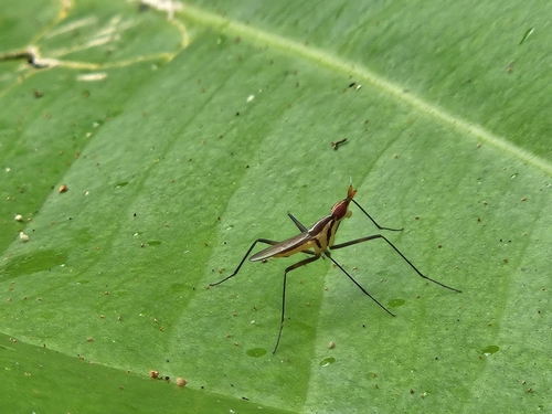 Banana stalk fly photo 4