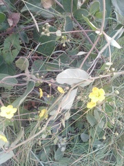 Sphedamnocarpus pruriens