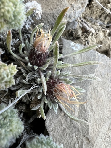 Image of Townsendia nuttallii by (c) Jared Shorma, some rights reserved (CC BY)
