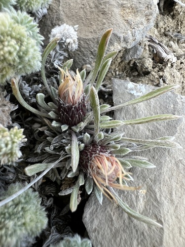 Nuttall's Ground-Daisy (Townsendia nuttallii)