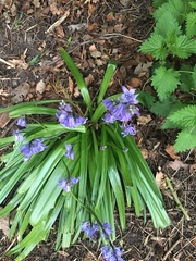 Hyacinthoides