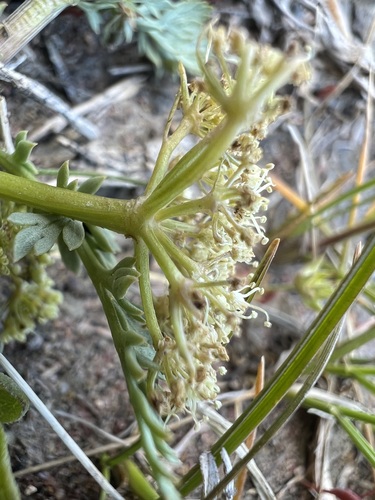 Image of Cymopterus lapidosus by (c) Jared Shorma, some rights reserved (CC BY)