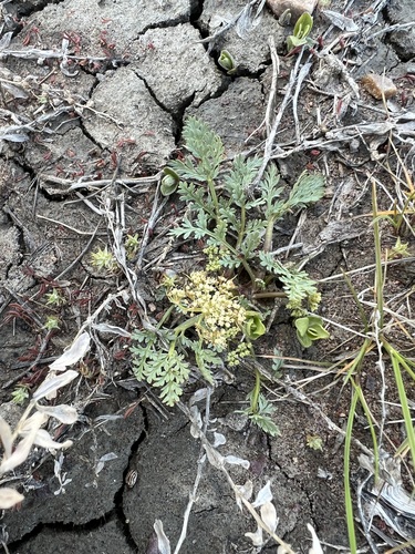 Image of Cymopterus lapidosus by (c) Jared Shorma, some rights reserved (CC BY)
