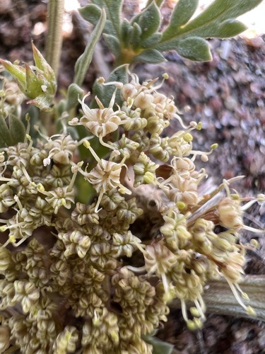 Image of Cymopterus lapidosus by (c) Jared Shorma, some rights reserved (CC BY)