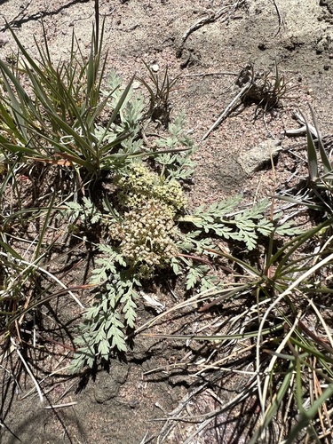 Image of Cymopterus lapidosus by (c) Jared Shorma, some rights reserved (CC BY)