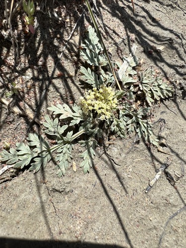 Image of Cymopterus lapidosus by (c) Jared Shorma, some rights reserved (CC BY)