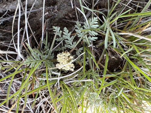 Image of Cymopterus lapidosus by (c) Jared Shorma, some rights reserved (CC BY)