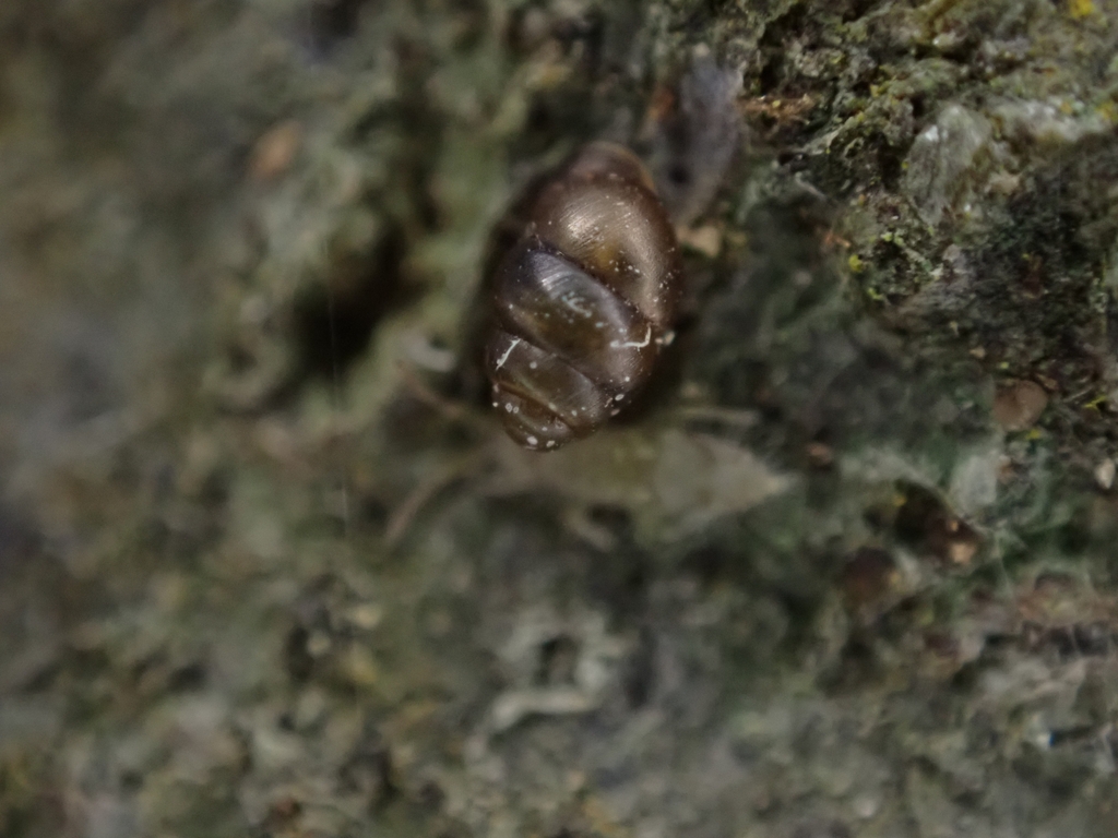 King's Amber Pupasnail
