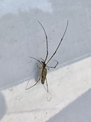 Tetragnatha elongata
