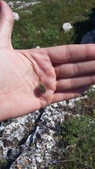 Alopecurus vaginatus