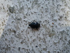 Tritomegas sexmaculatus