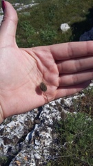 Alopecurus vaginatus