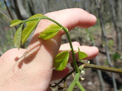 Cladrastis kentukea