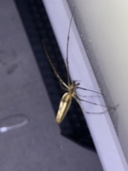 Tetragnatha elongata