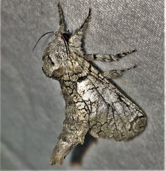 Inguromorpha basalis