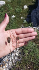 Alopecurus vaginatus