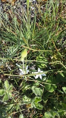 Ornithogalum navaschinii