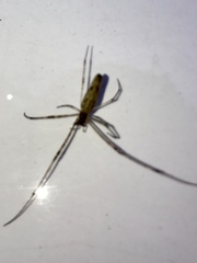 Tetragnatha elongata